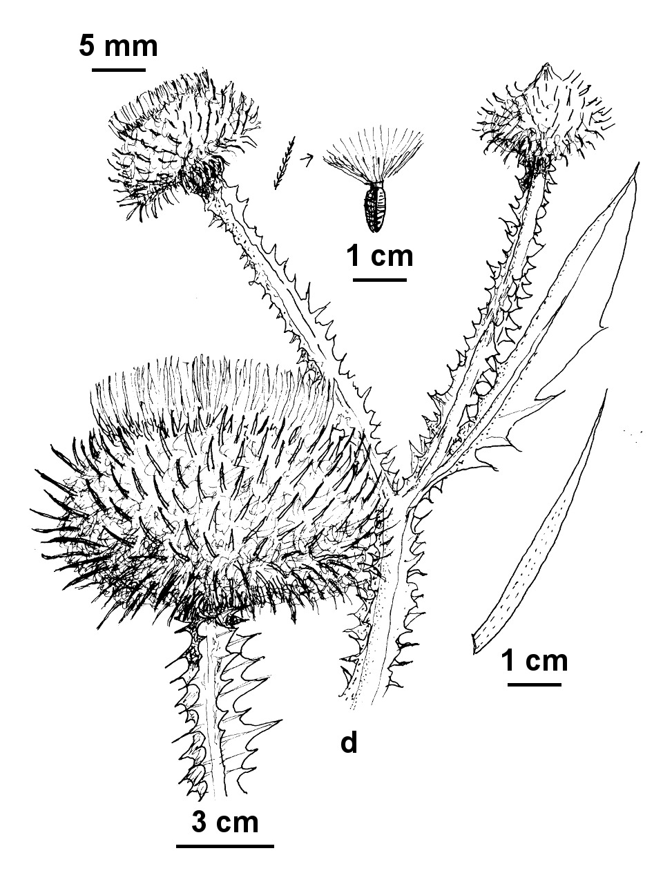 Onopordum acanthium (hero image)