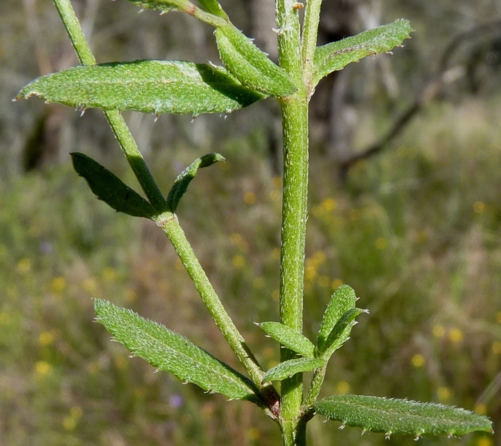 Gonocarpus tetragynus (hero image)