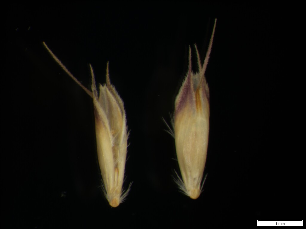 Rytidosperma nivicola (hero image)