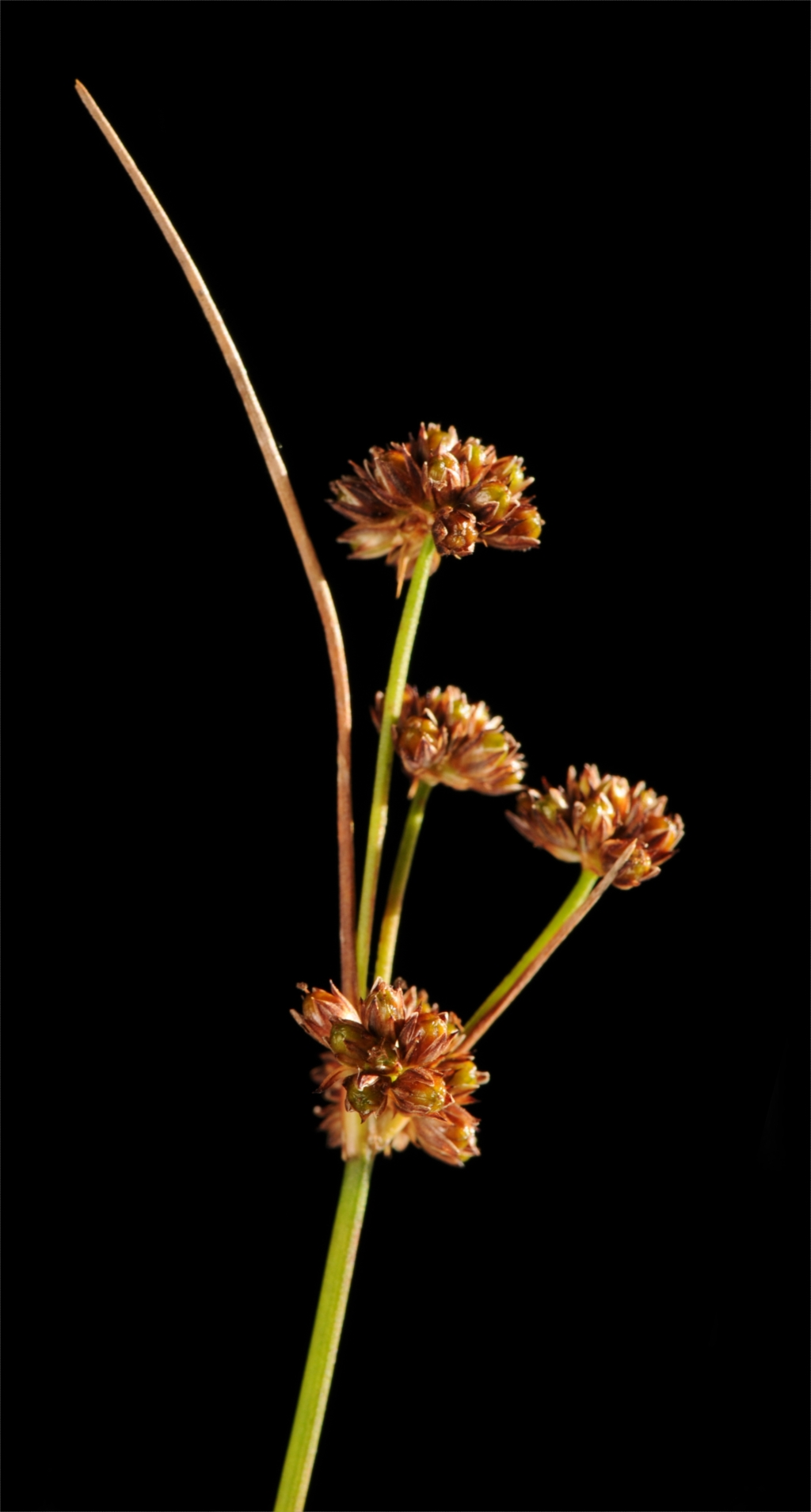 Juncus caespiticius (hero image)