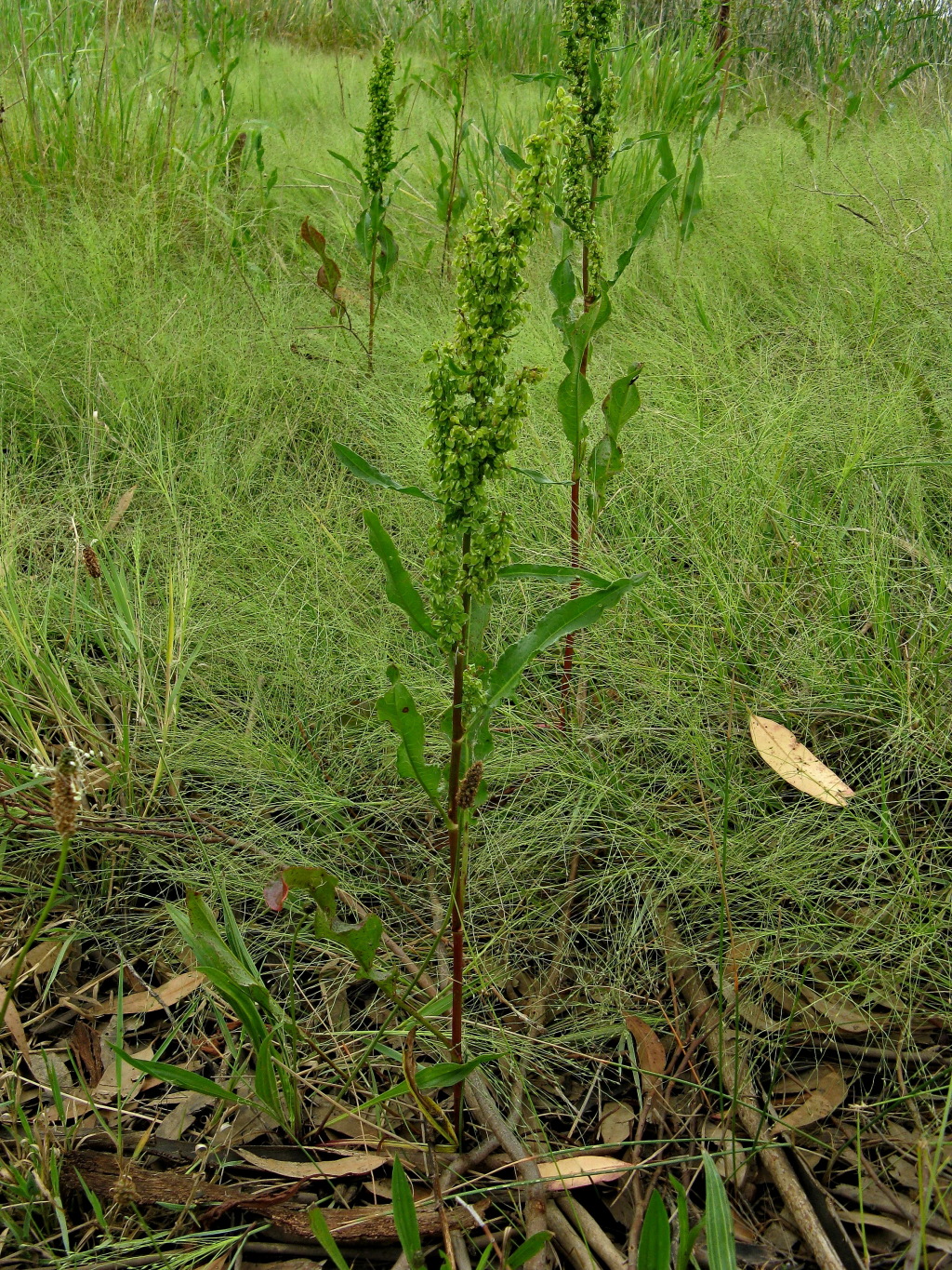 Rumex (hero image)