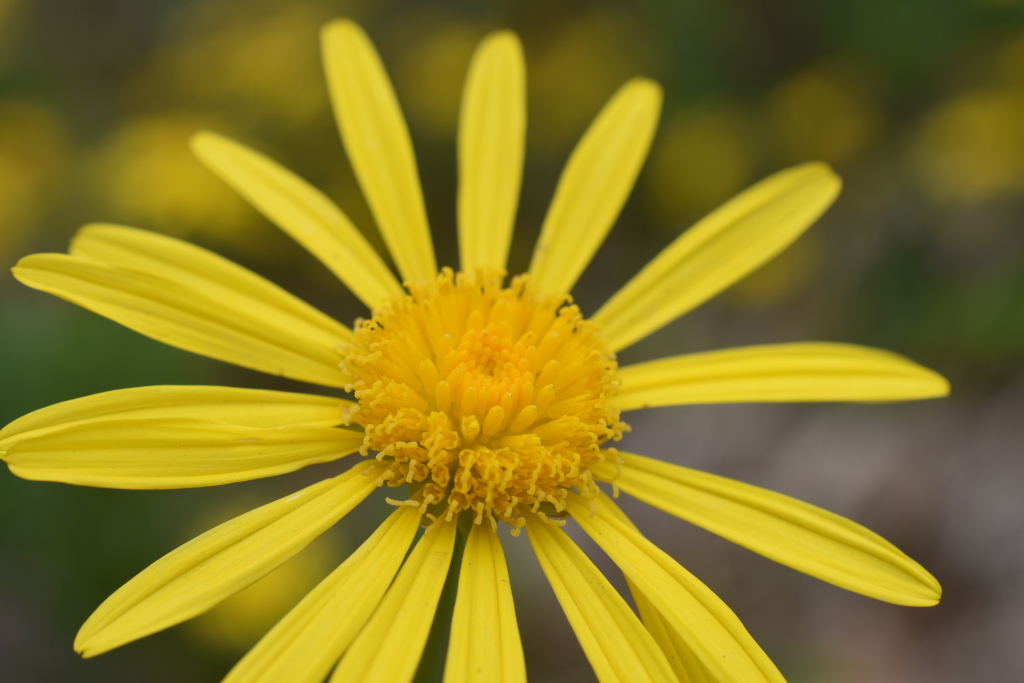 Euryops chrysanthemoides (hero image)