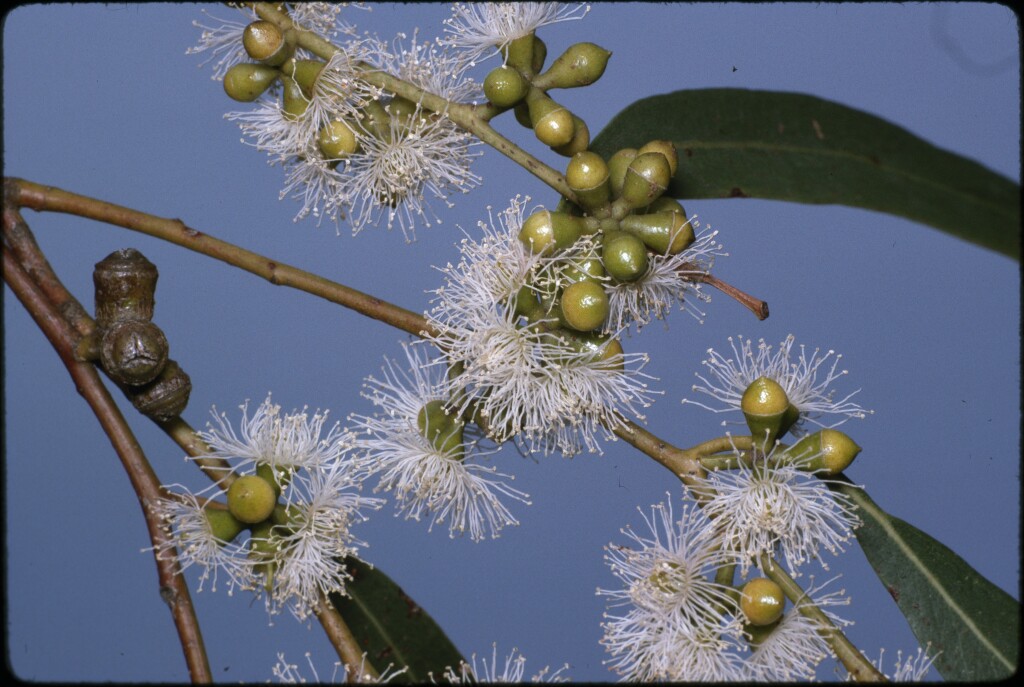 Eucalyptus aromaphloia (hero image)