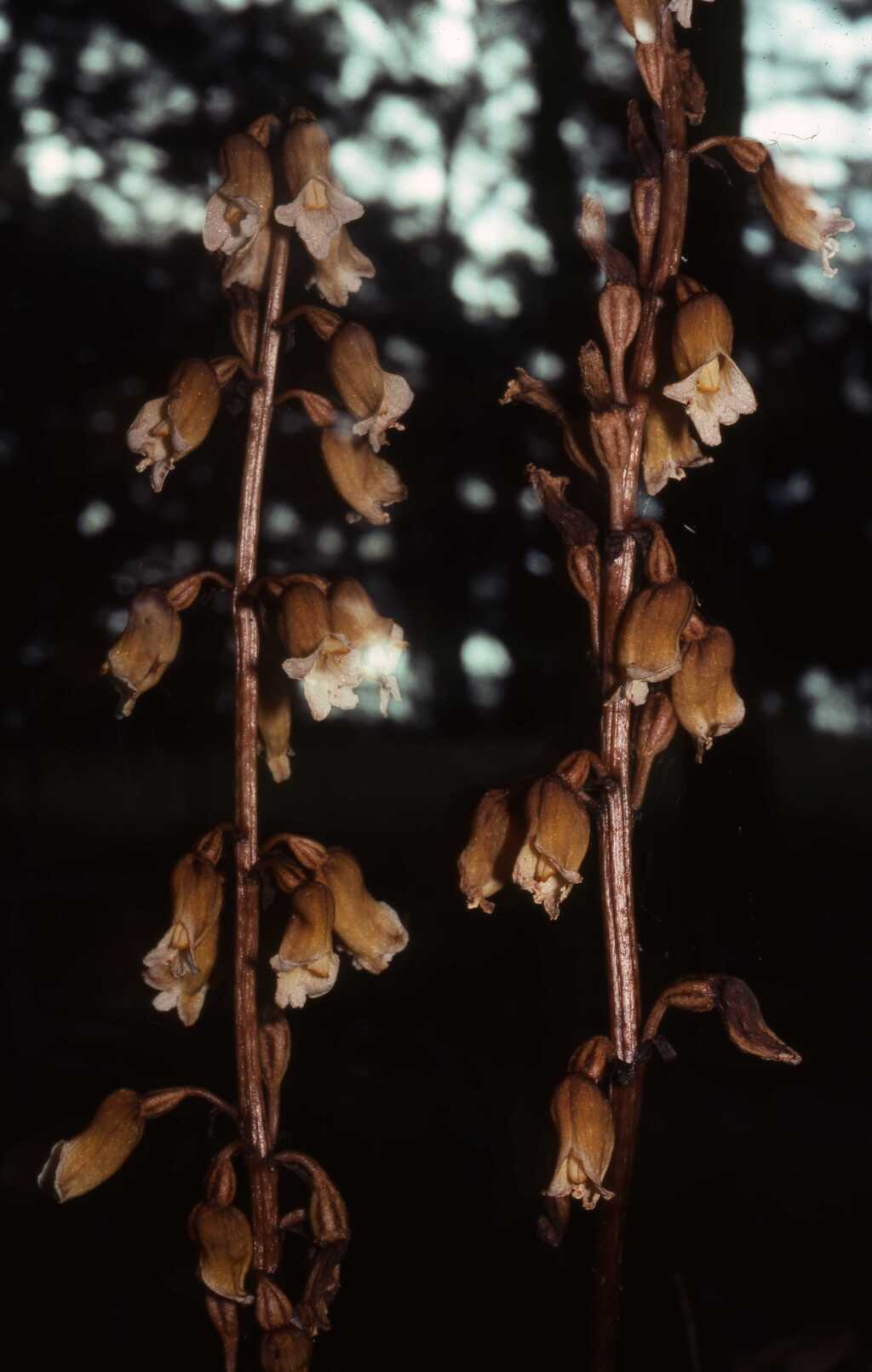 Gastrodia (hero image)