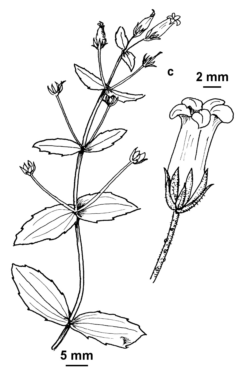 Gratiola pedunculata (hero image)