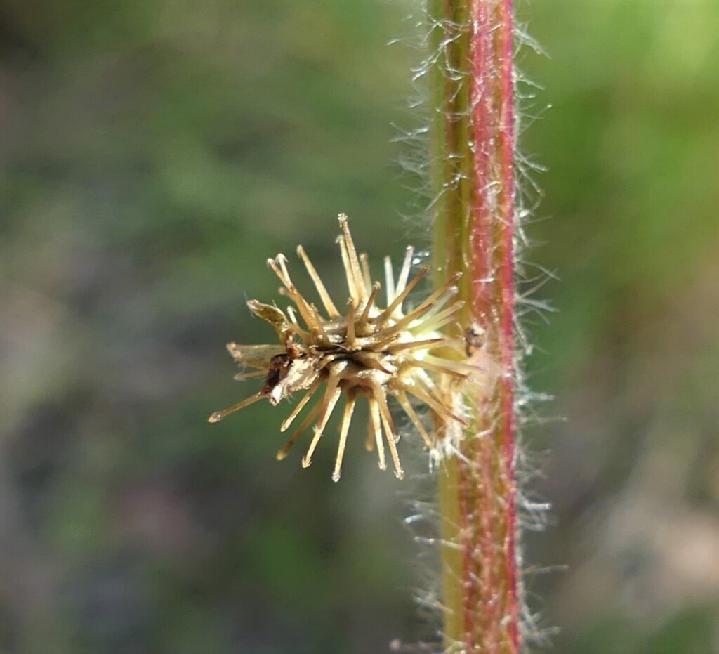 Acaena agnipila (hero image)