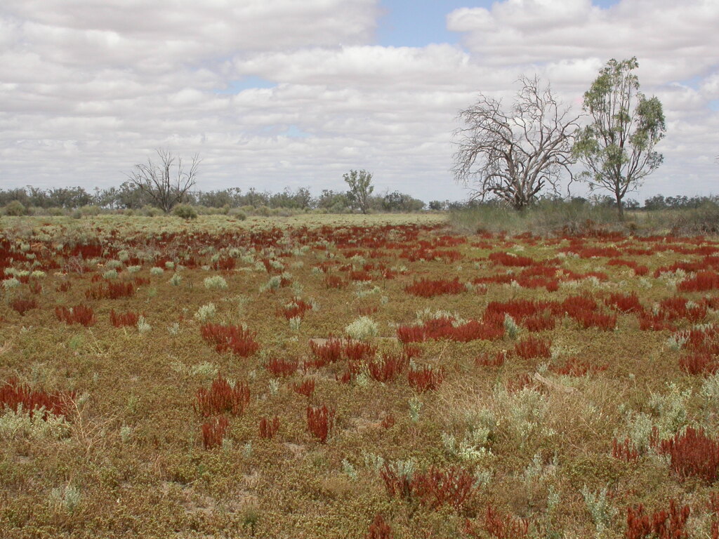 Rumex crystallinus (hero image)