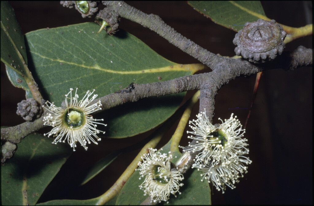 Eucalyptus serraensis (hero image)