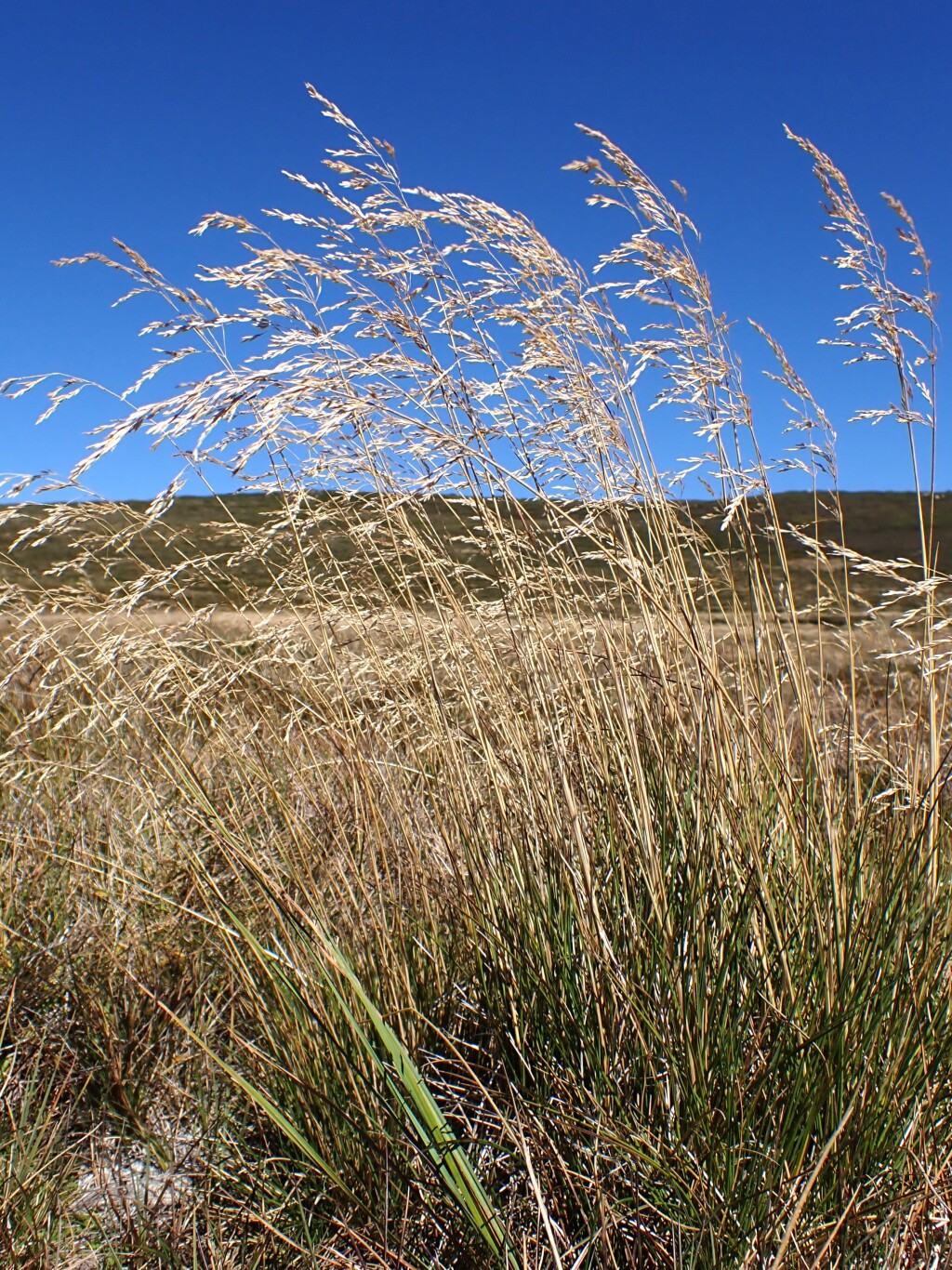 Deschampsia (hero image)
