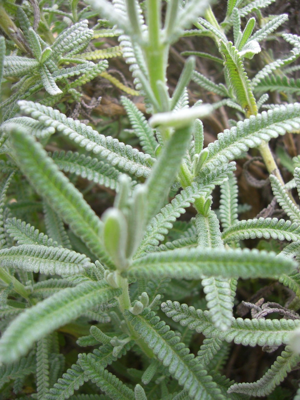 Lavandula dentata (hero image)