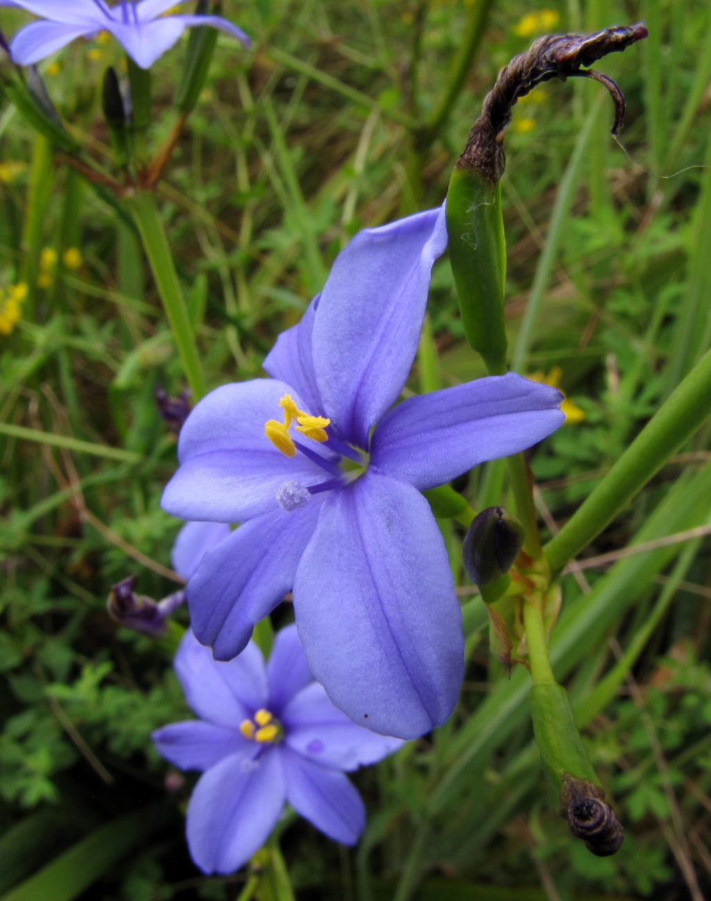 Aristea ecklonii (hero image)