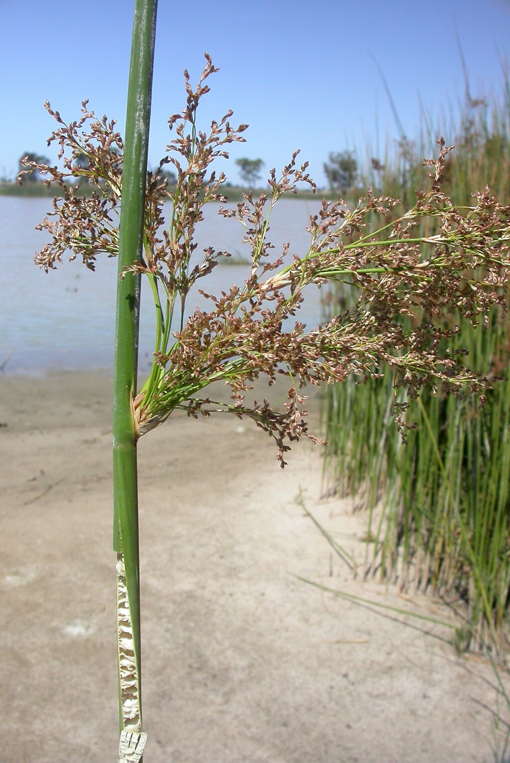 Juncus (hero image)