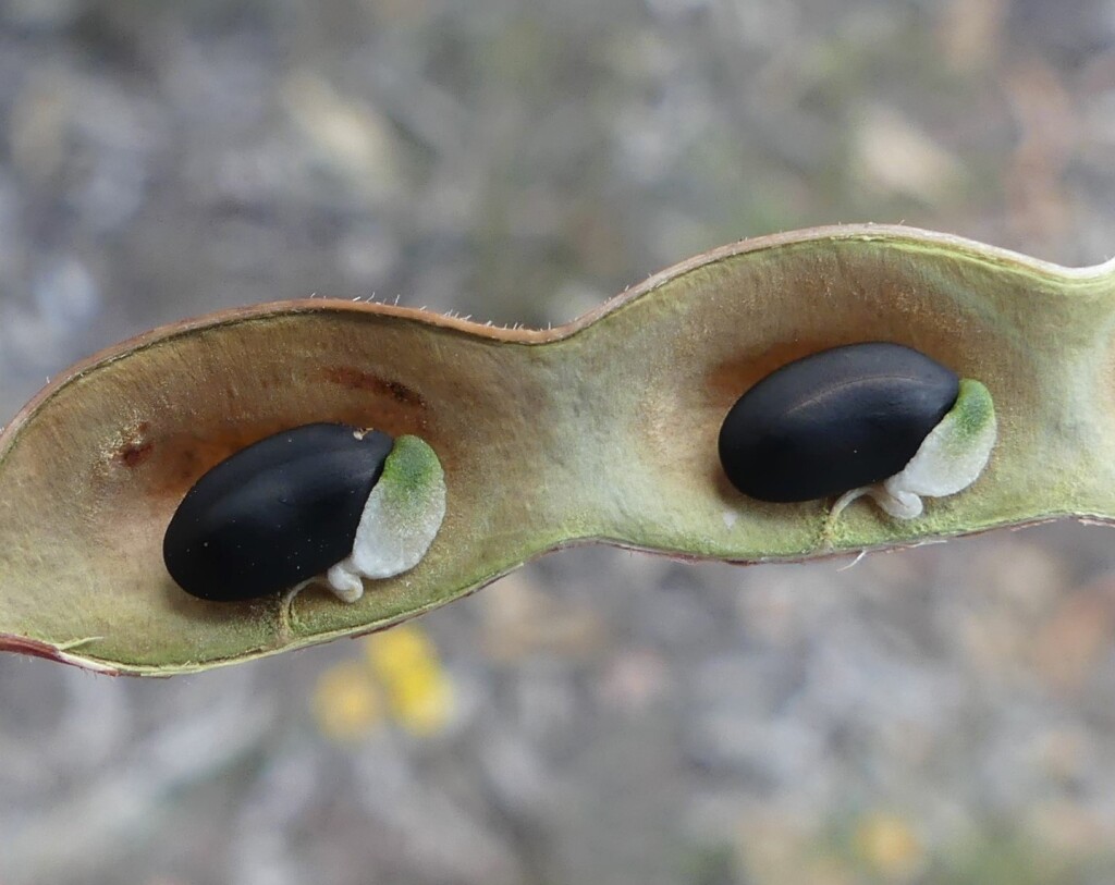 Acacia cardiophylla (hero image)