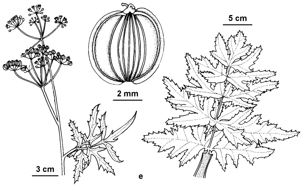 Pastinaca sativa (hero image)