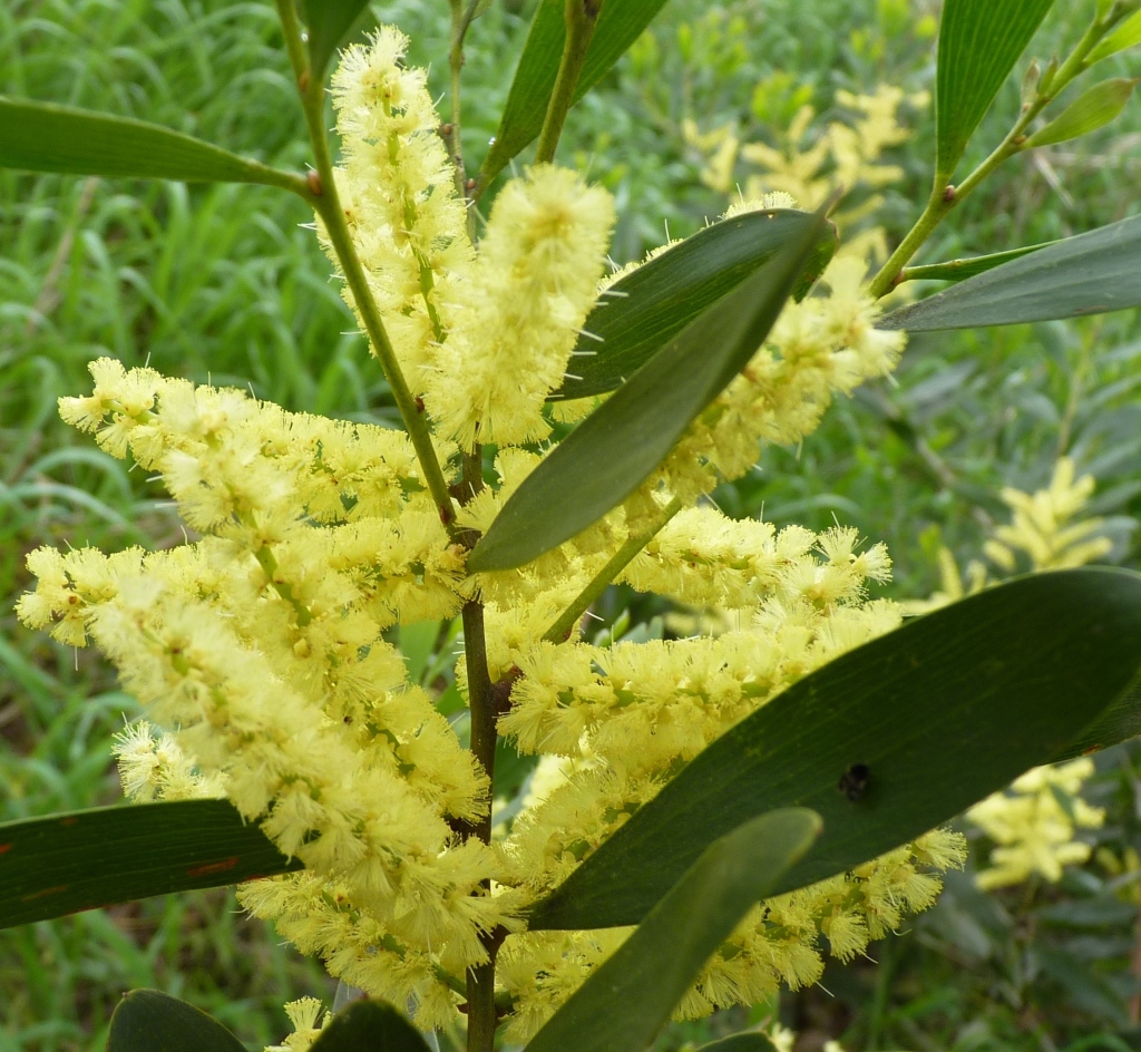 Acacia longifolia subsp. sophorae (hero image)