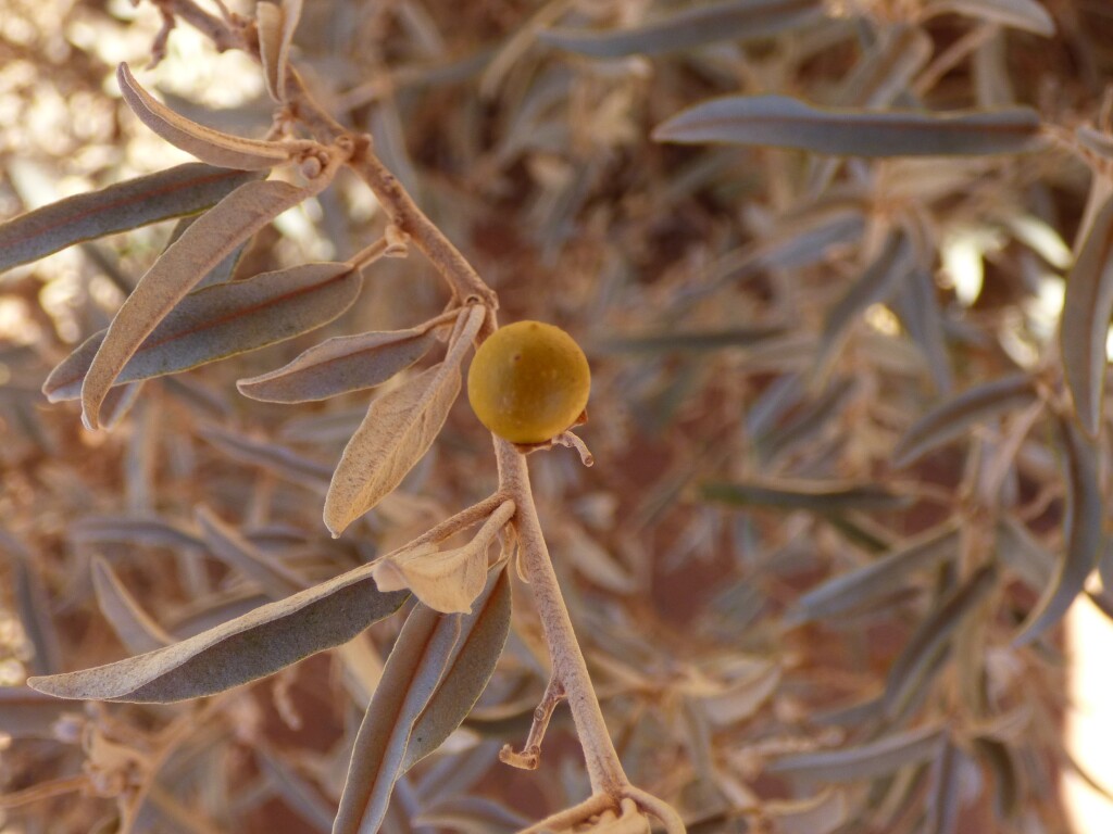 Solanum sturtianum (hero image)