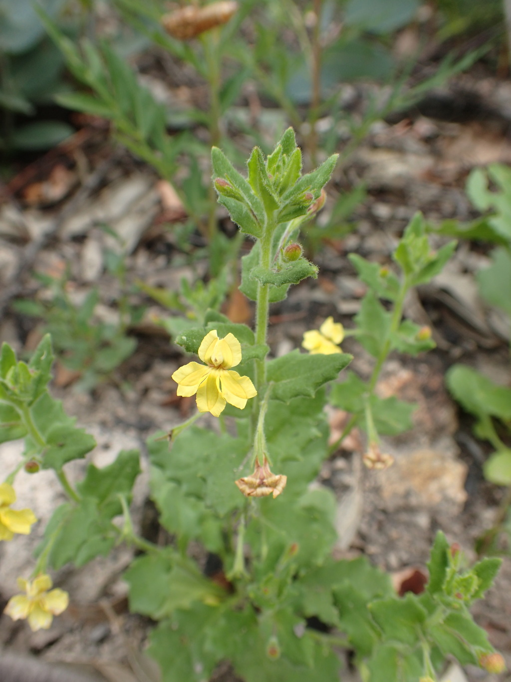 Goodenia heterophylla (hero image)