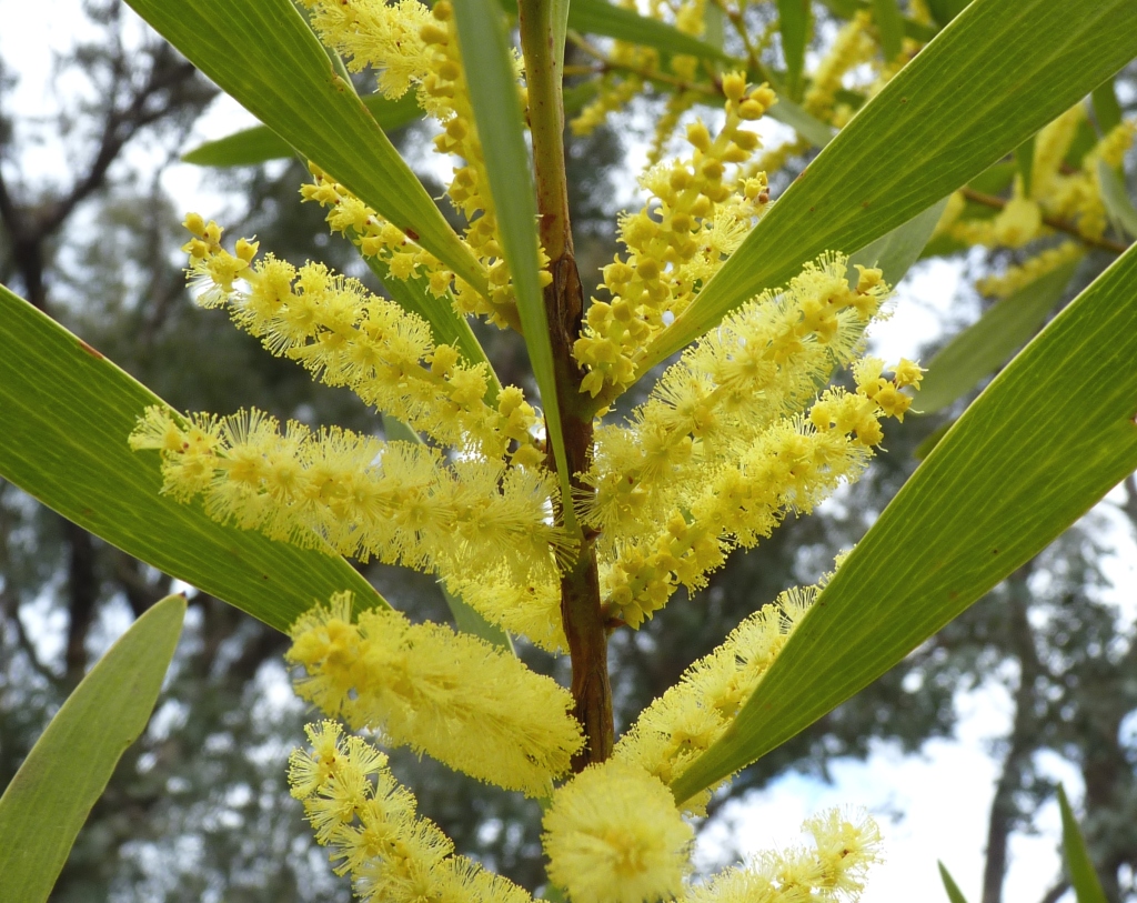 Acacia longifolia (hero image)