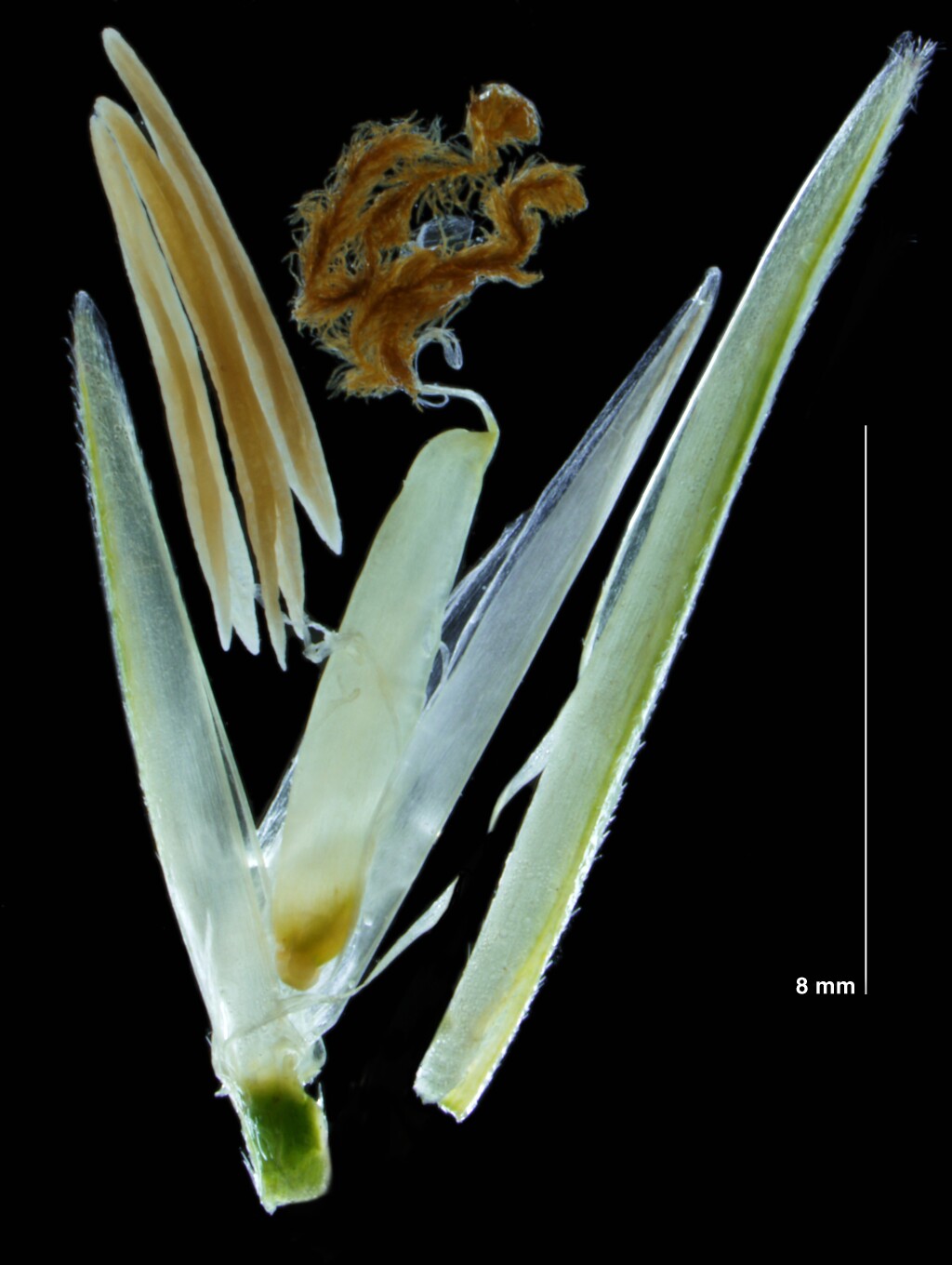 Sporobolus anglicus (hero image)