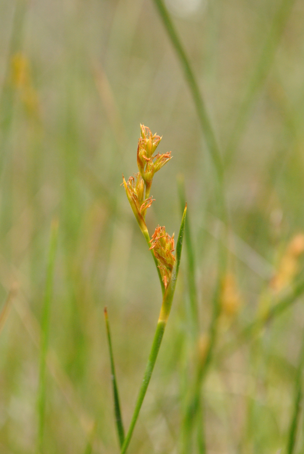 Machaerina acuta (hero image)