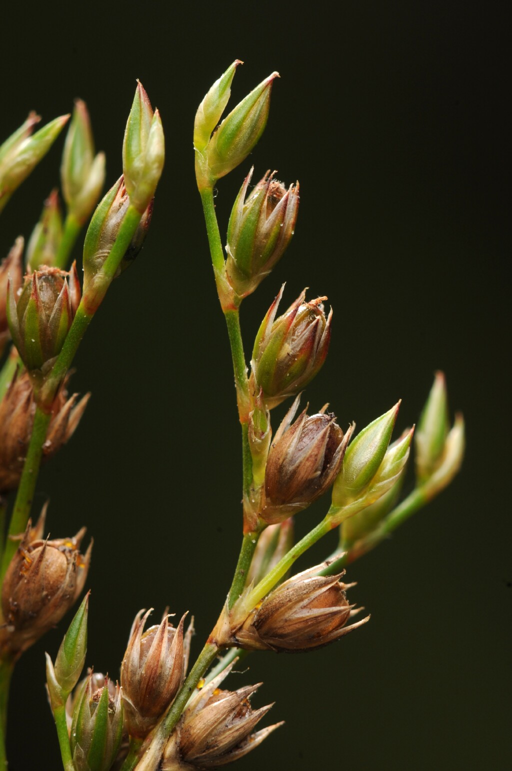 Juncus dichotomus (hero image)