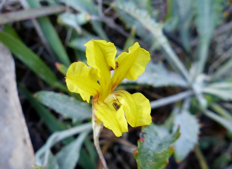 Goodenia hederacea subsp. hederacea (hero image)