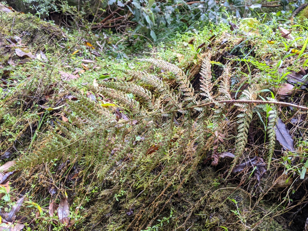 Dryopteridaceae (hero image)
