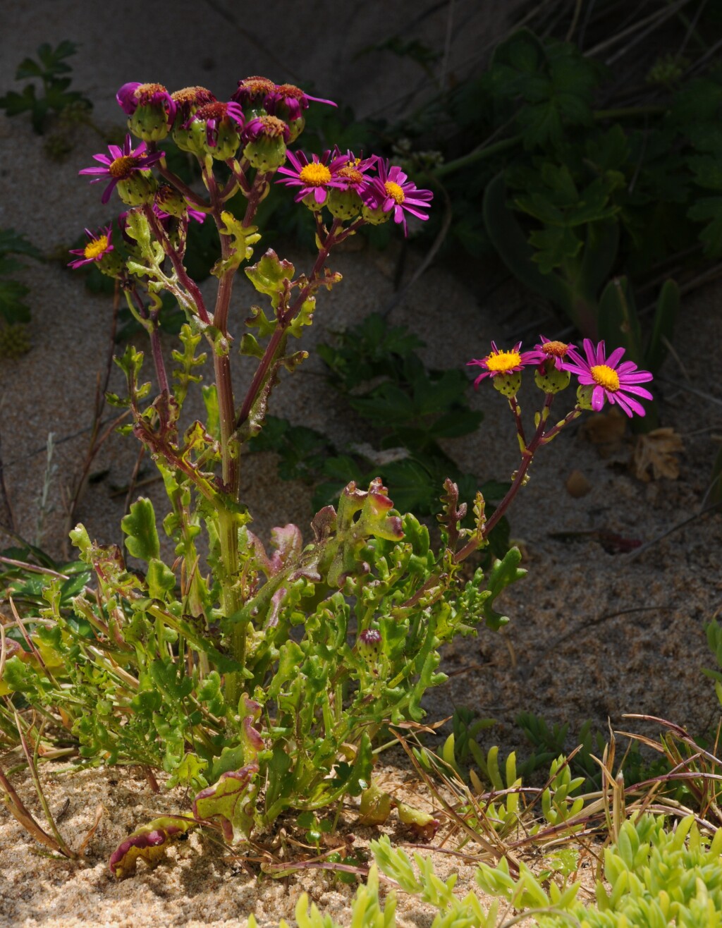 Senecio elegans (hero image)