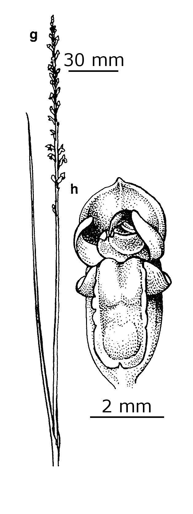 Microtis rara (hero image)