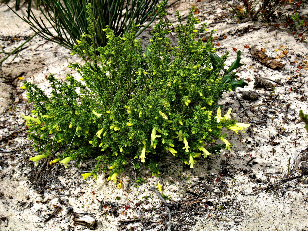 Prostanthera serpyllifolia (hero image)