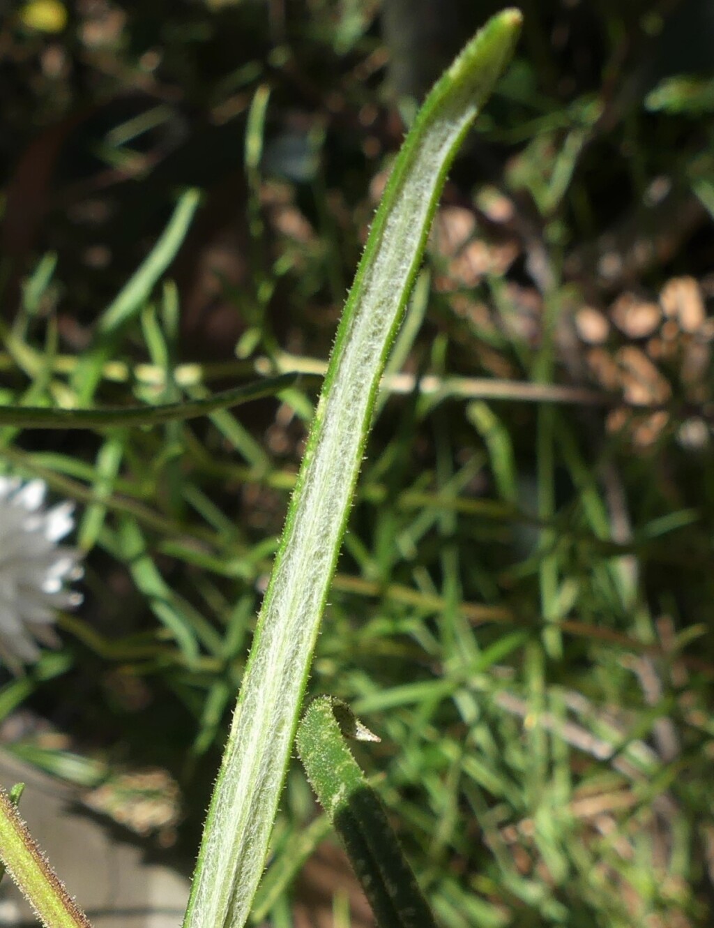 Coronidium waddelliae (hero image)