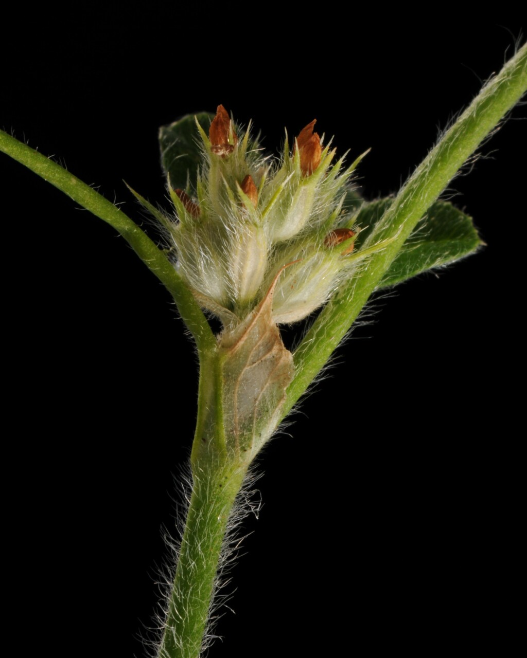 Trifolium striatum (hero image)