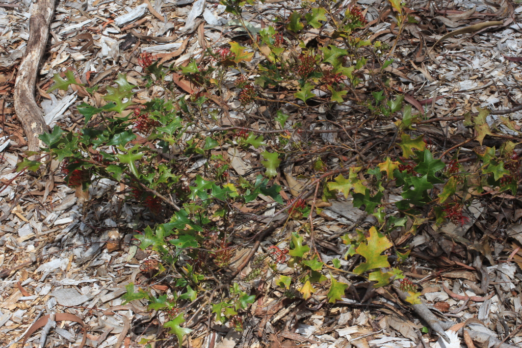 Grevillea steiglitziana (hero image)