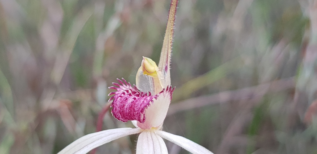 Caladenia orientalis (hero image)