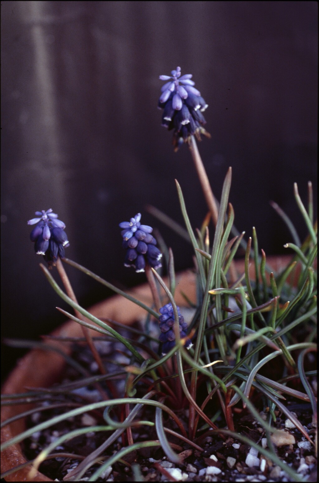 Muscari (hero image)