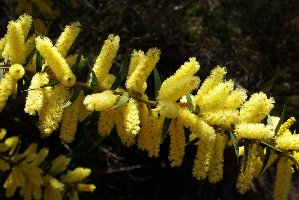 Acacia oxycedrus (hero image)