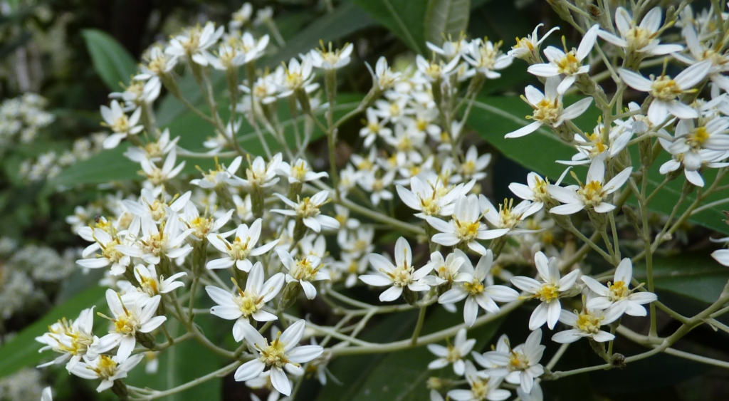 Olearia argophylla (hero image)