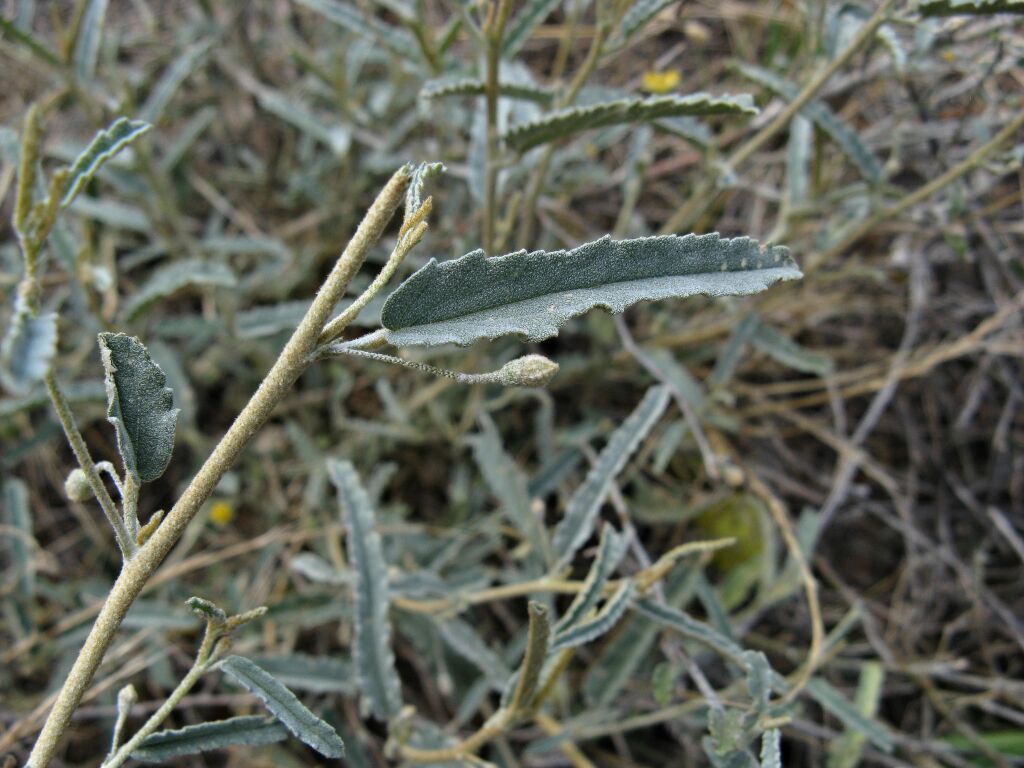 Sida ammophila (hero image)