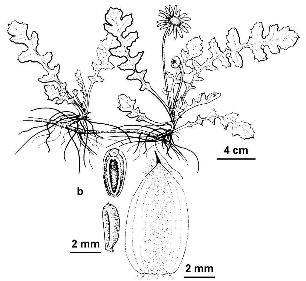 Arctotheca prostrata (hero image)