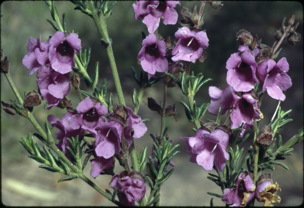 Prostanthera denticulata (hero image)