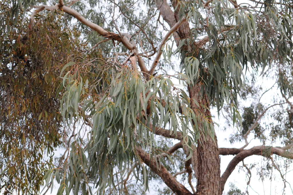 Eucalyptus sabulosa (hero image)