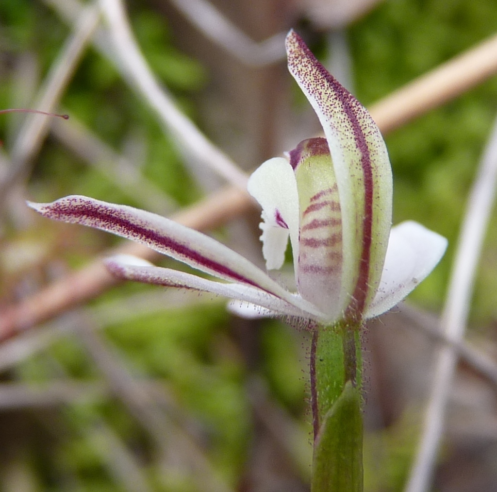 Caladenia fuscata (hero image)