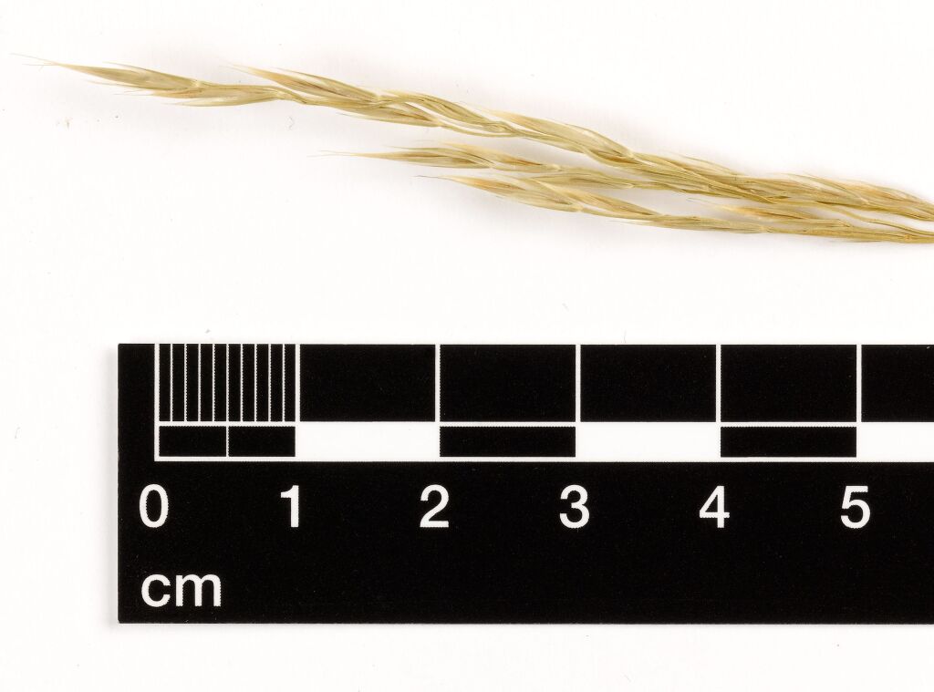 Bromus (hero image)