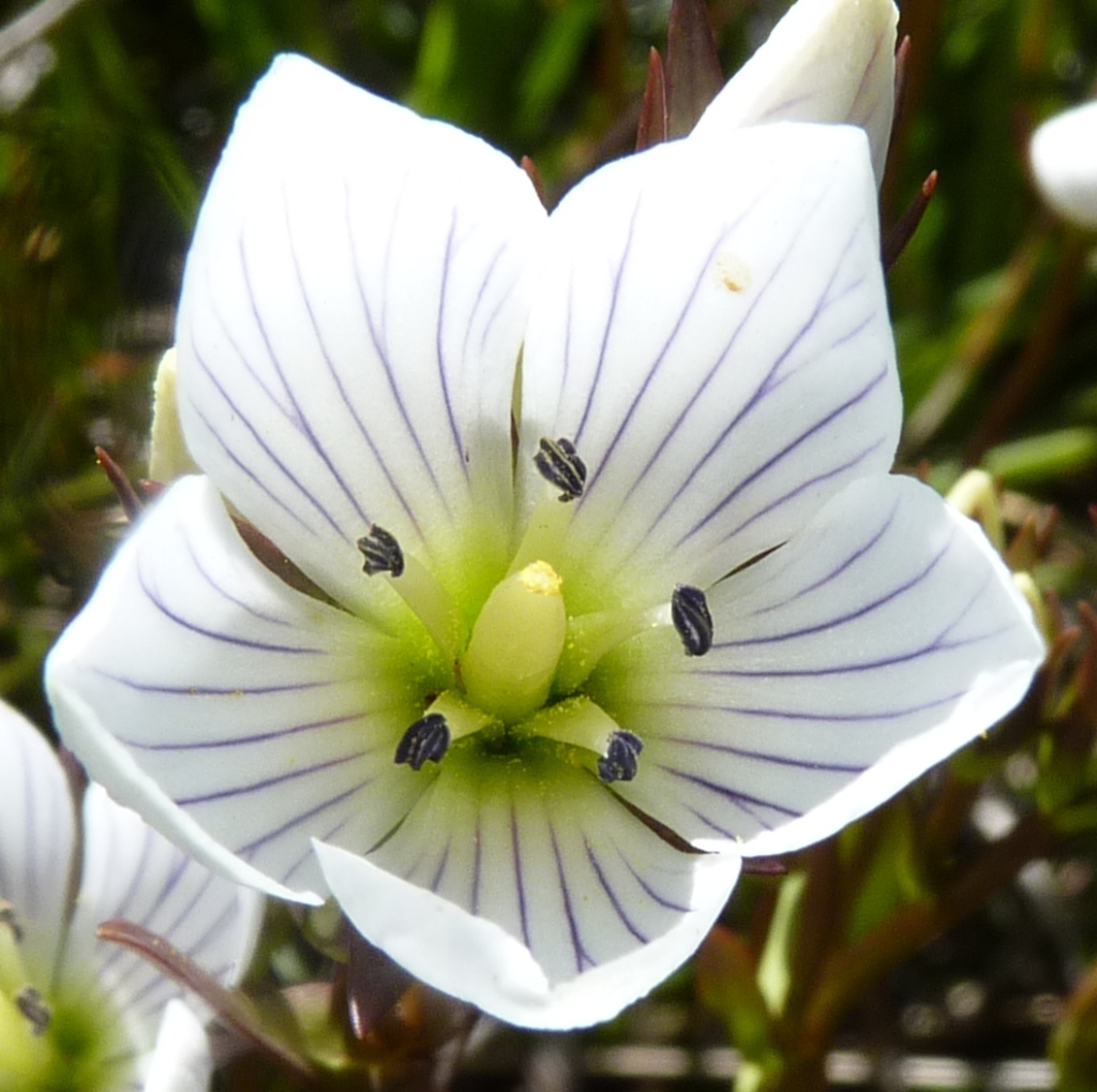 Gentianella muelleriana (hero image)