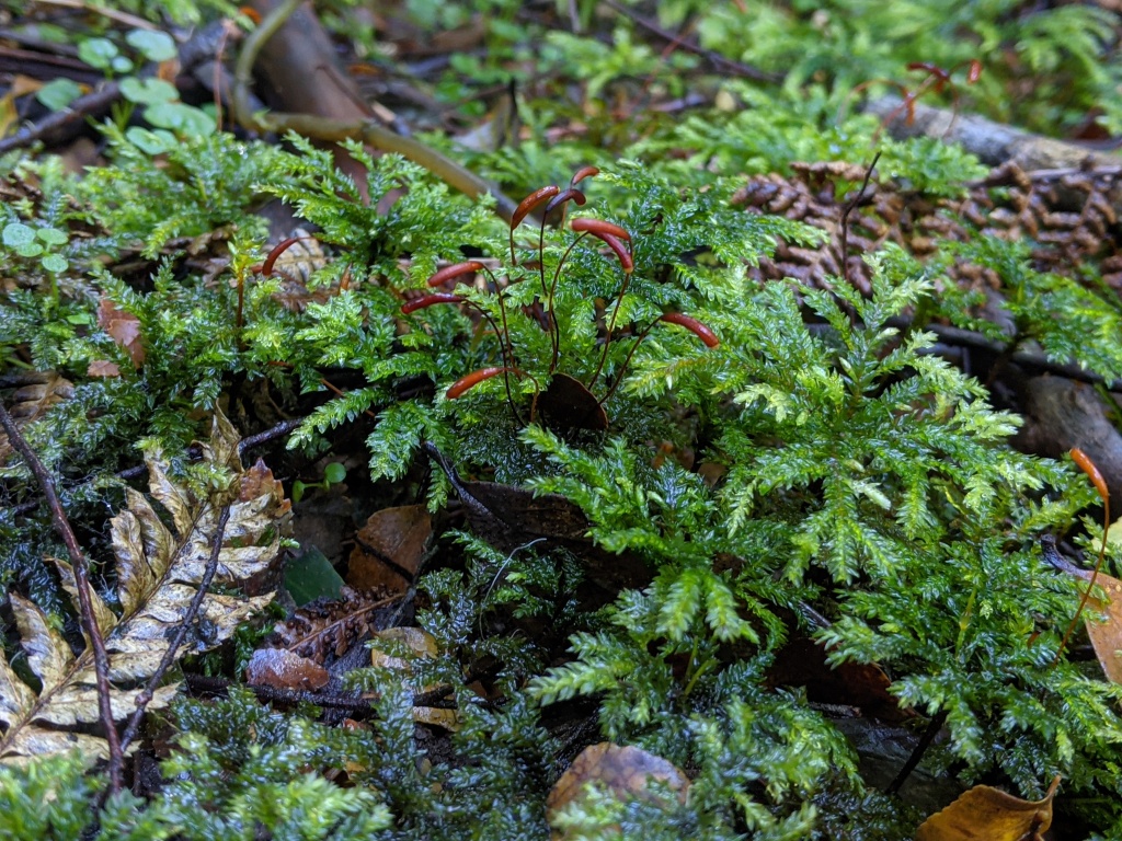 Hypnodendron vitiense subsp. australe (hero image)