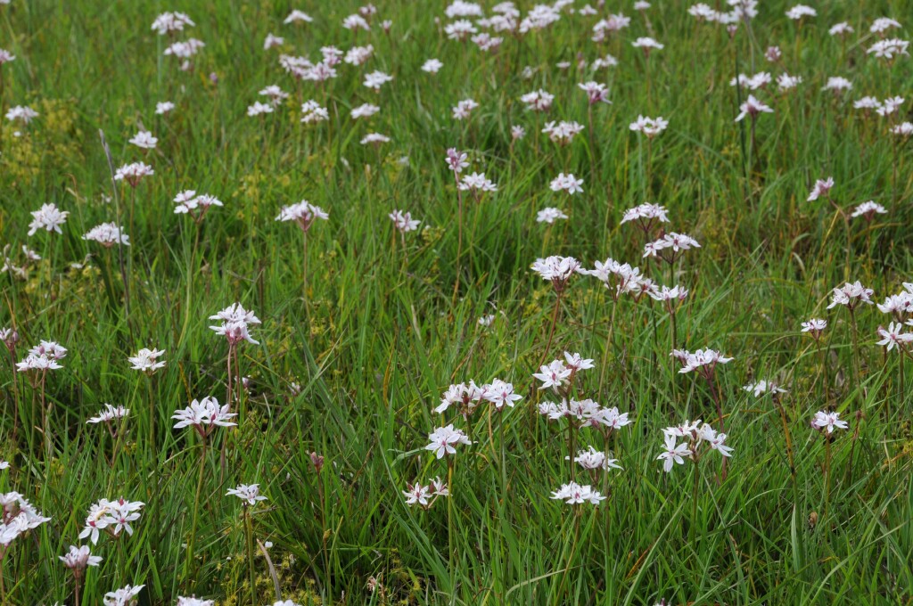 Colchicaceae (hero image)