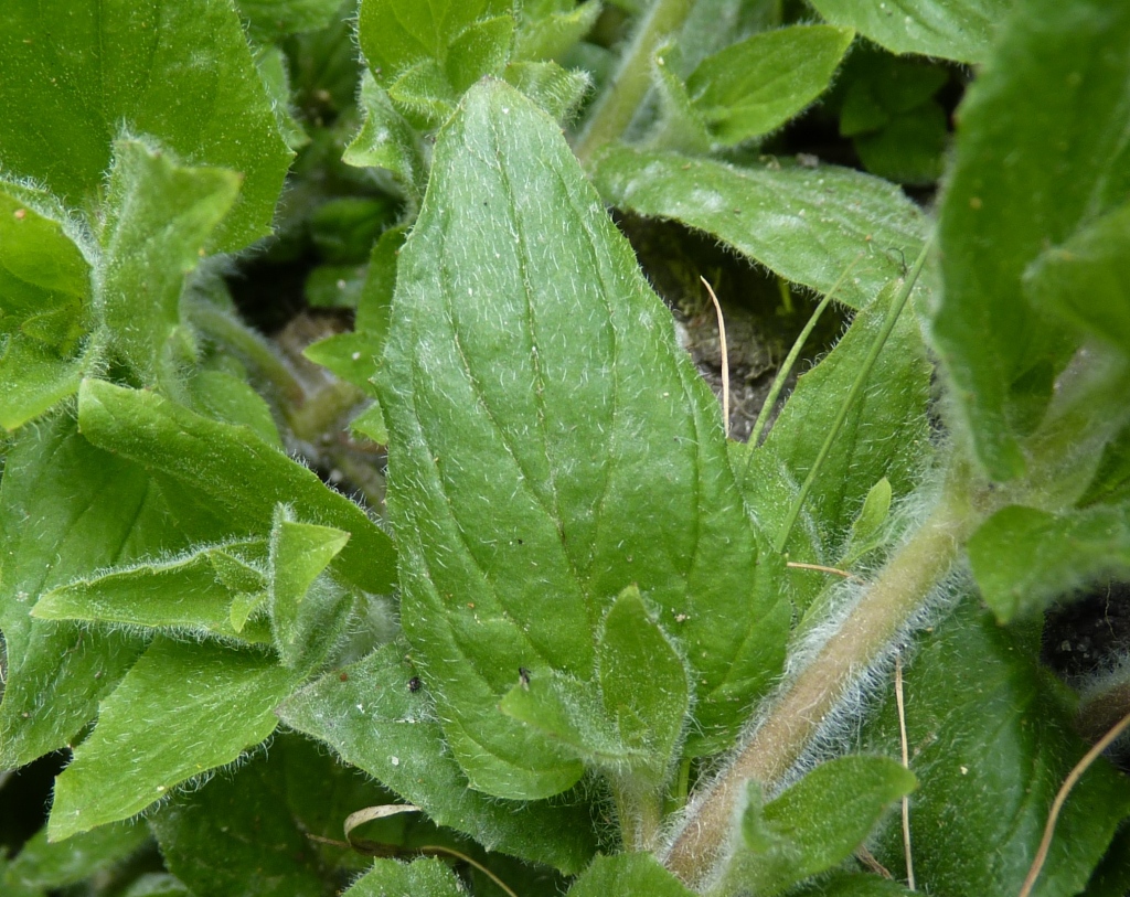Erythranthe moschata (hero image)