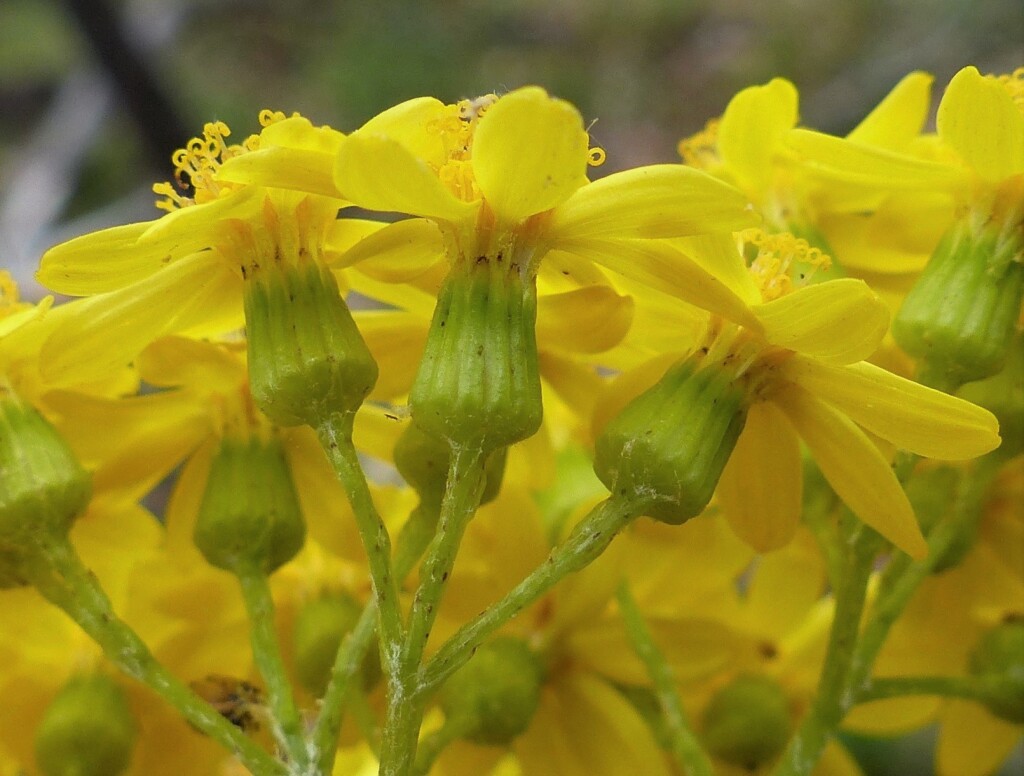 Senecio garlandii (hero image)