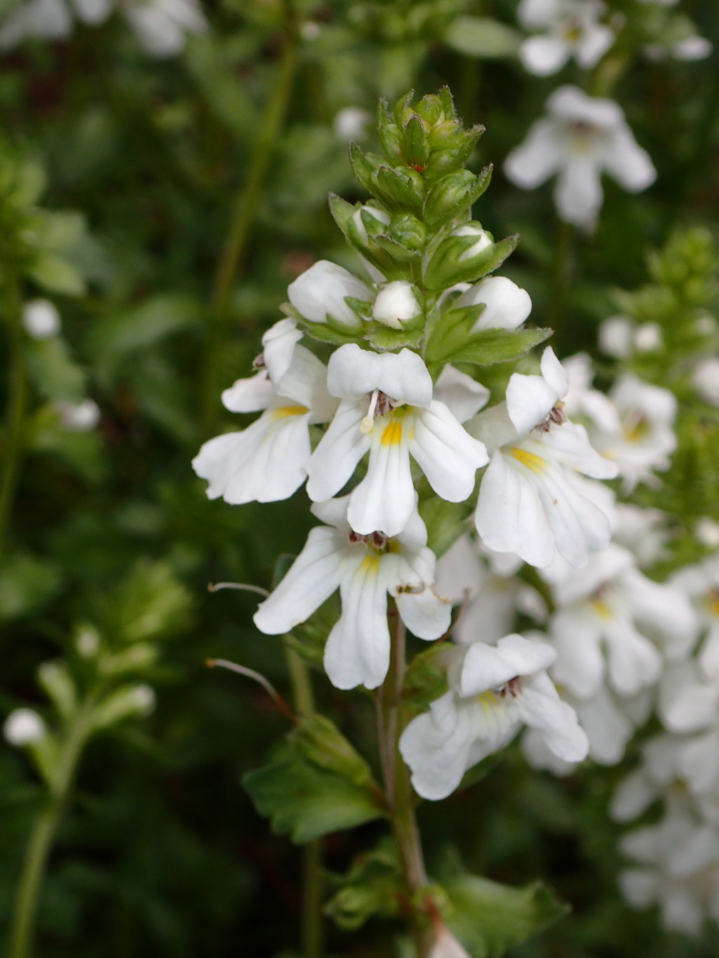 Euphrasia crassiuscula (hero image)