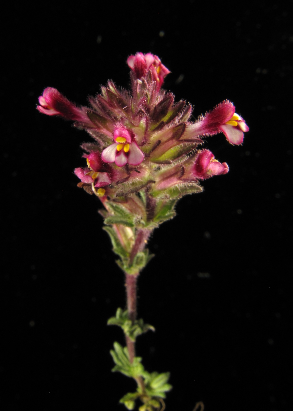 Bellardia latifolia (hero image)